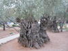    Garden of Gethsemane
 'I cried entire time' ...JESUS!