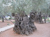    Garden of Gethsemane
 'I cried entire time' ...JESUS!