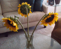I love sunflowers!