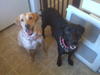 My Puppies: Baby (Yellow Lab) and Princess (Black Lab)
