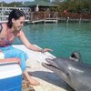 Playing with dolphins in cuba