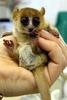 Lulubelle, my pet sugar glider