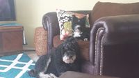 My guys...Smalls (Chinese Crested) and Karama (Standard Poodle)