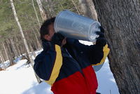 Making Maple syrup at a friends farm in Quebec
