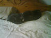 My cats Arnold and Jess...'Hey that's my bed!'