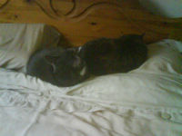 My cats Arnold and Jess...'Hey that's my bed!'