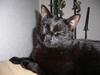 here is a picture of my cat Enzo hes a male and about 1,5 years old , he is a sweet little devil....
