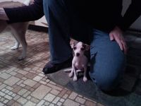 Tinkerbell