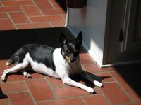 macy--toy fox terrier