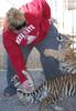 Playing with tigers!